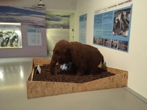 תערוכה חדשה במוזיאון האדם והחי בר"ג בחזרה לעידן הקרח